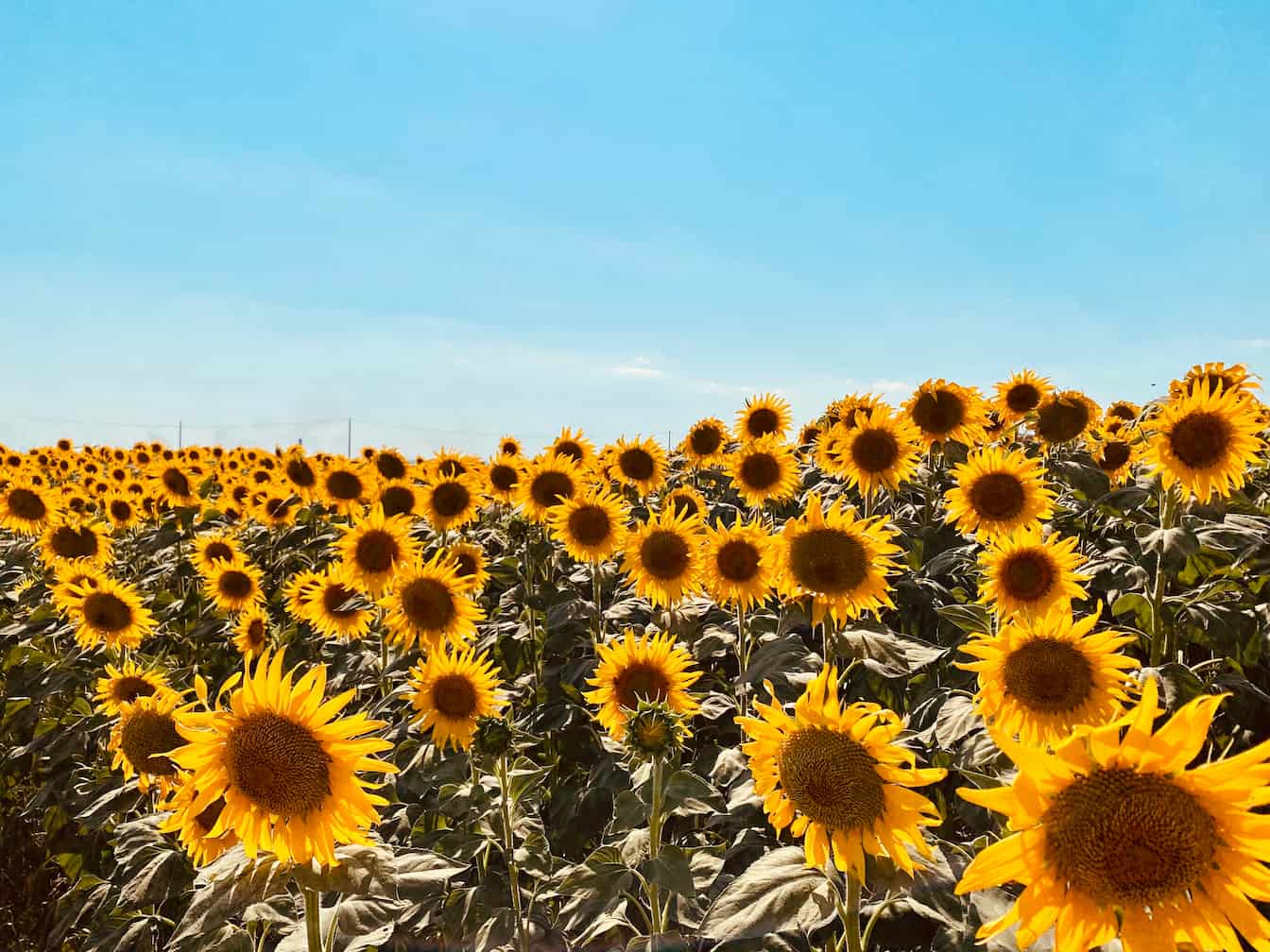 un campo di girasoli