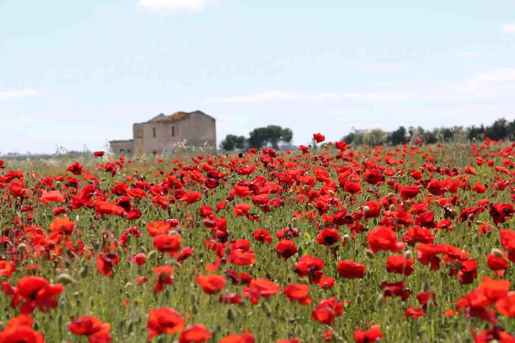 un campo di papaveri rossi