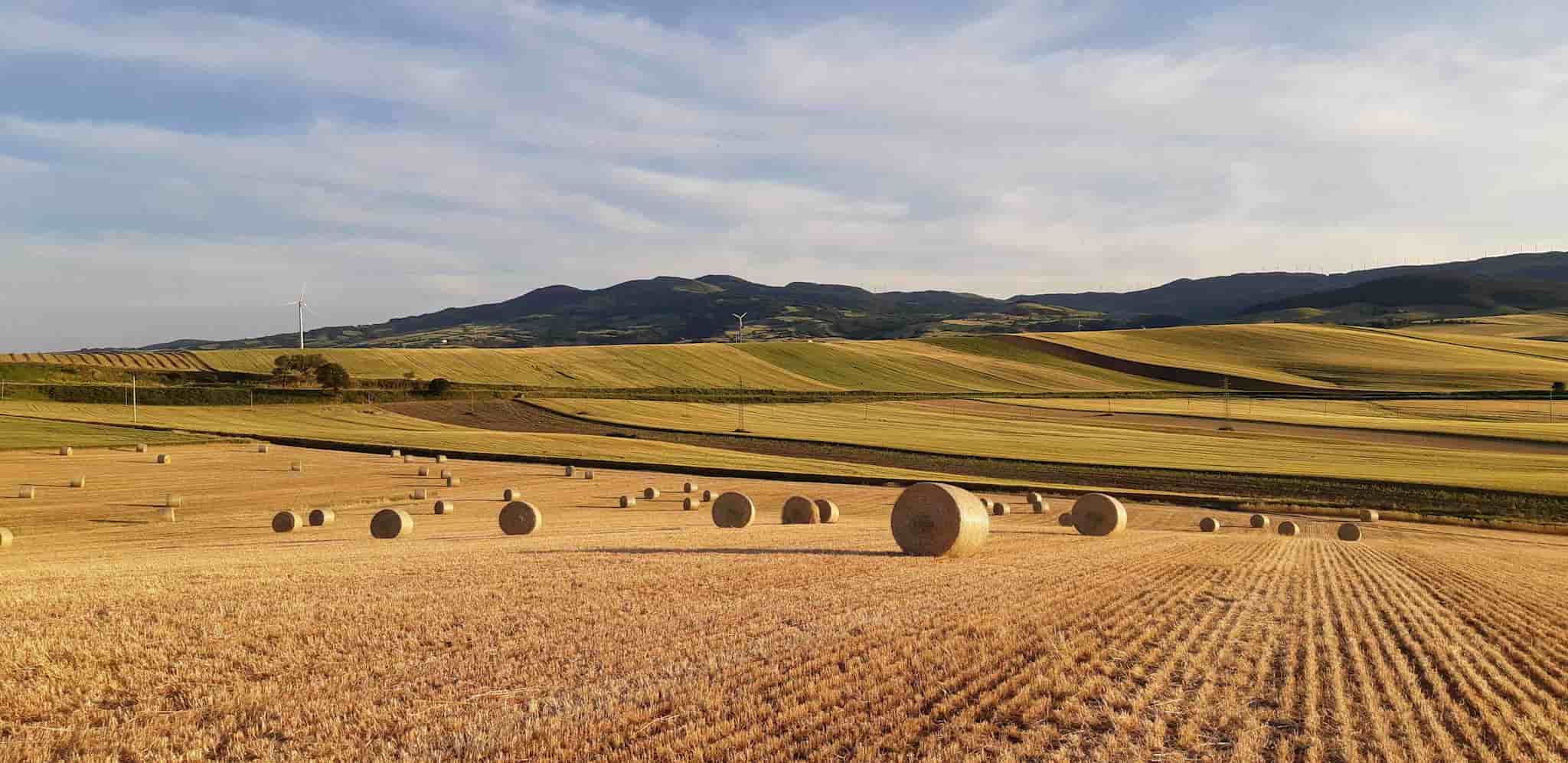 delle balle di fieno in un campo coltivato