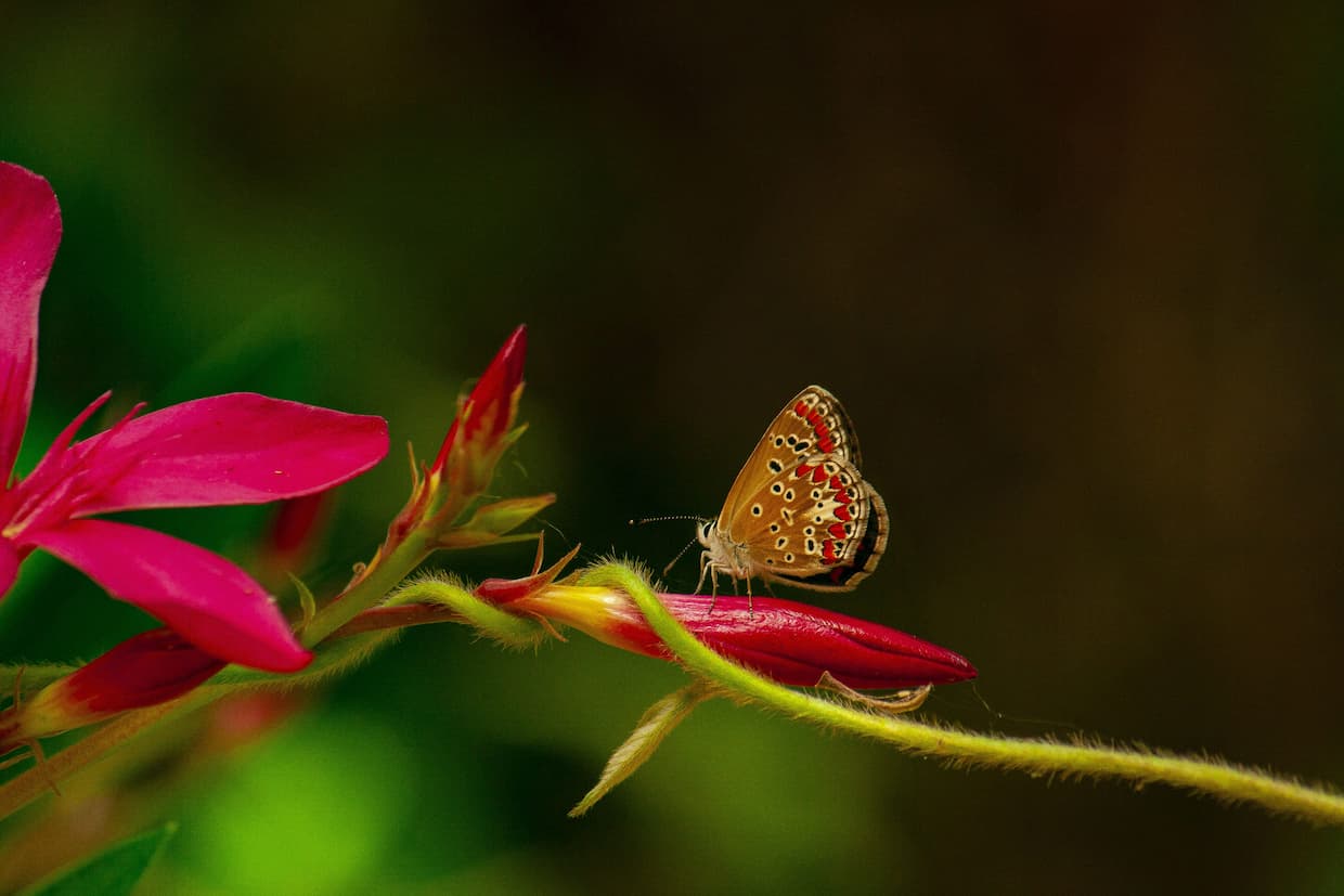 una farfalla posata sul bocciolo di un fiore