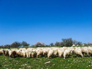 Anteprima Intervento SRA 30 (Avviso 2026): la cronologia delle scadenze della FASE 1