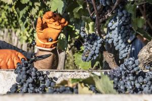 Anteprima Intervento SRA25: scadenza per l'iscrizione all'elenco dei vigneti eroici propedeutica per l'ammissibilità al sostegno