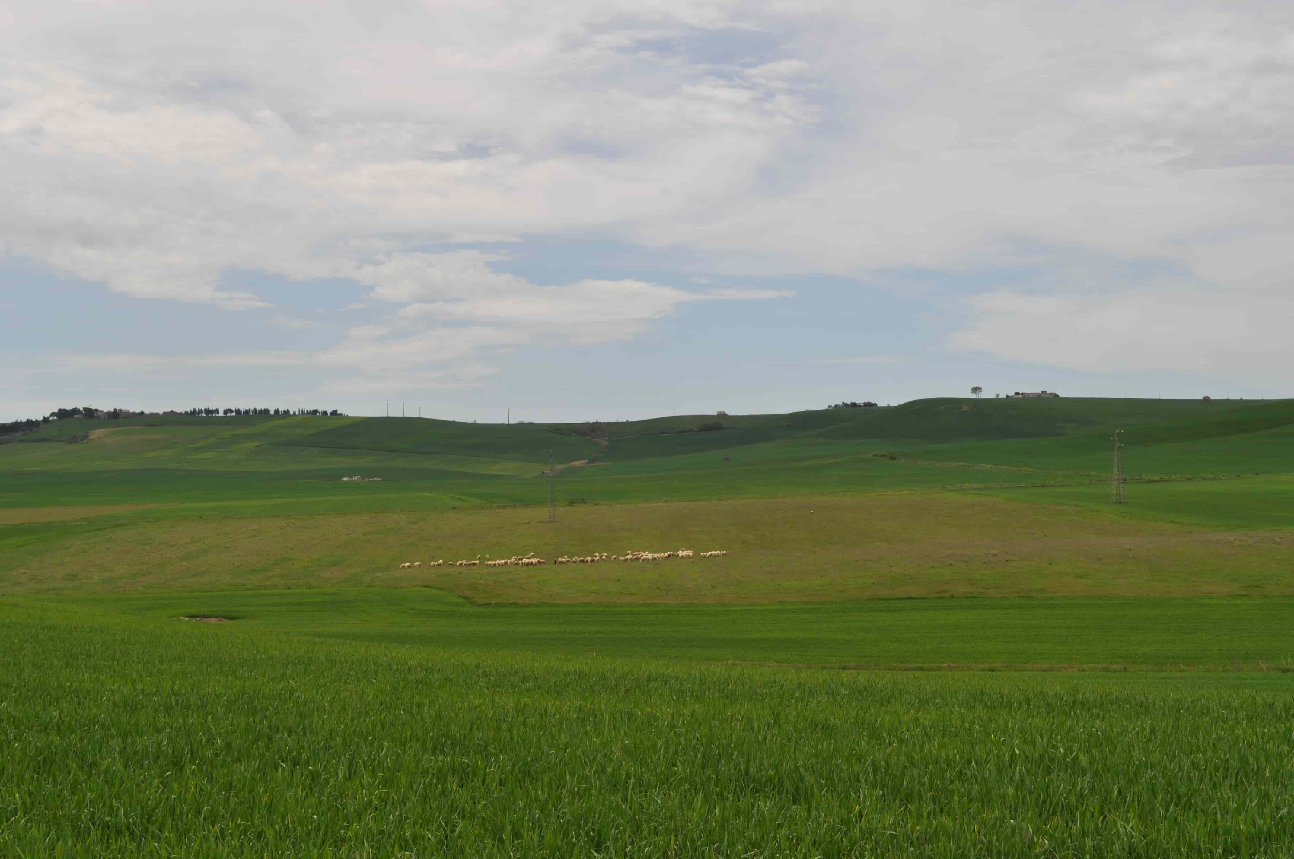 Antonio Campanale - II Concorso 'Fotogrammi della puglia rurale'