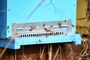 Anteprima Impegni per l’apicoltura