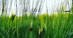 Anteprima Intervento SRA29: scadenza della notifica di eventuali nuovi superfici