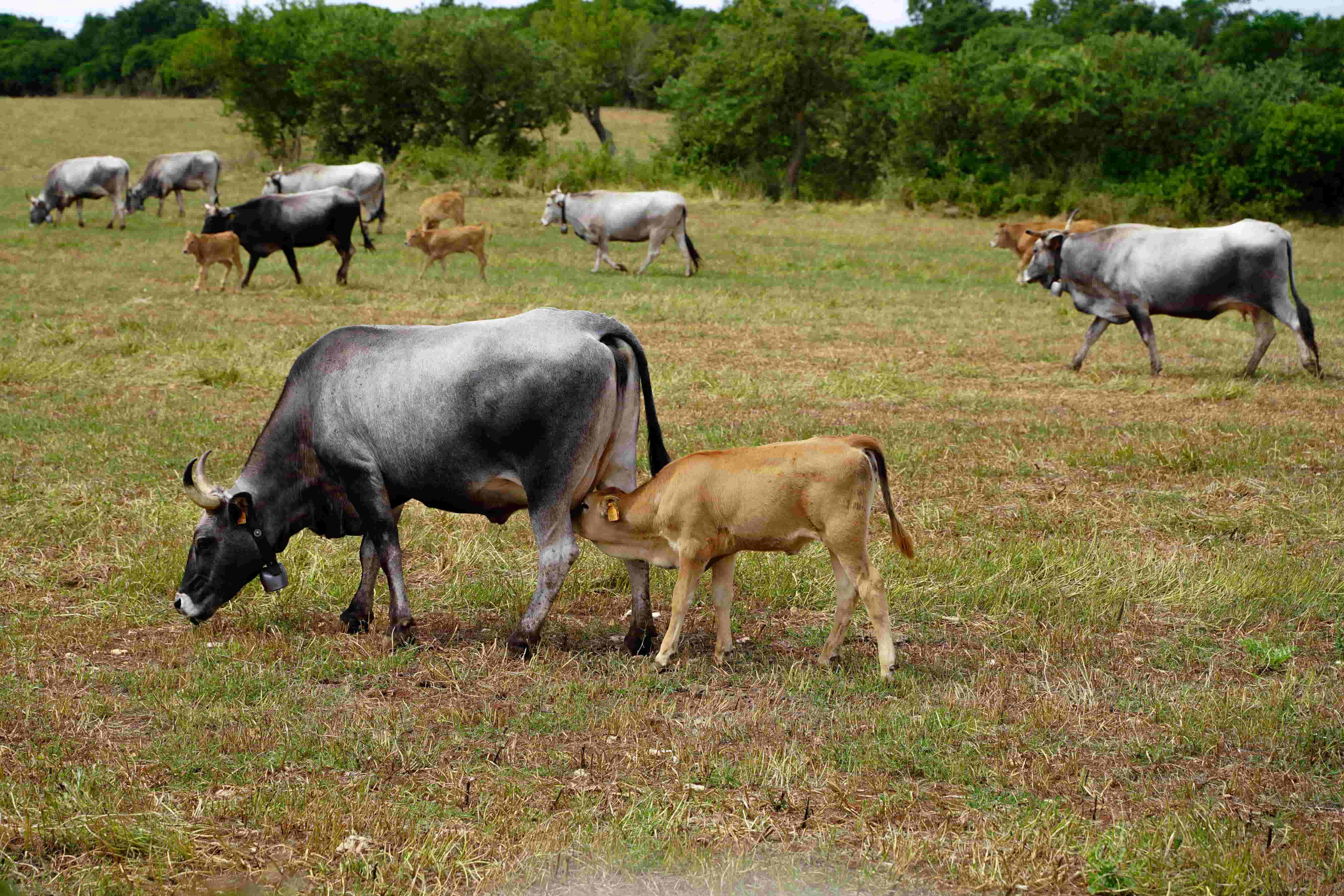 Tommaso Putignano - II Concorso 'Fotogrammi della puglia rurale'