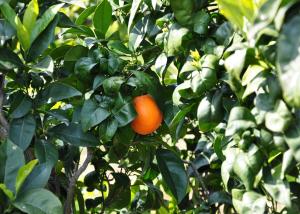 Anteprima Investimenti produttivi agricoli per la competitività delle aziende agricole