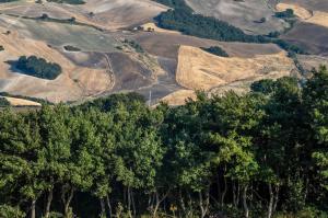 Anteprima Impianti forestazione imboschimento e sistemi agroforestali su terreni agricoli