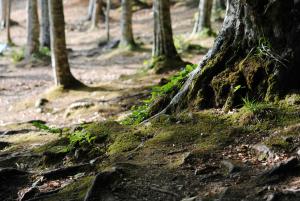 Anteprima SRD15: approvato l'Avviso pubblico per la presentazione delle domande di sostegno