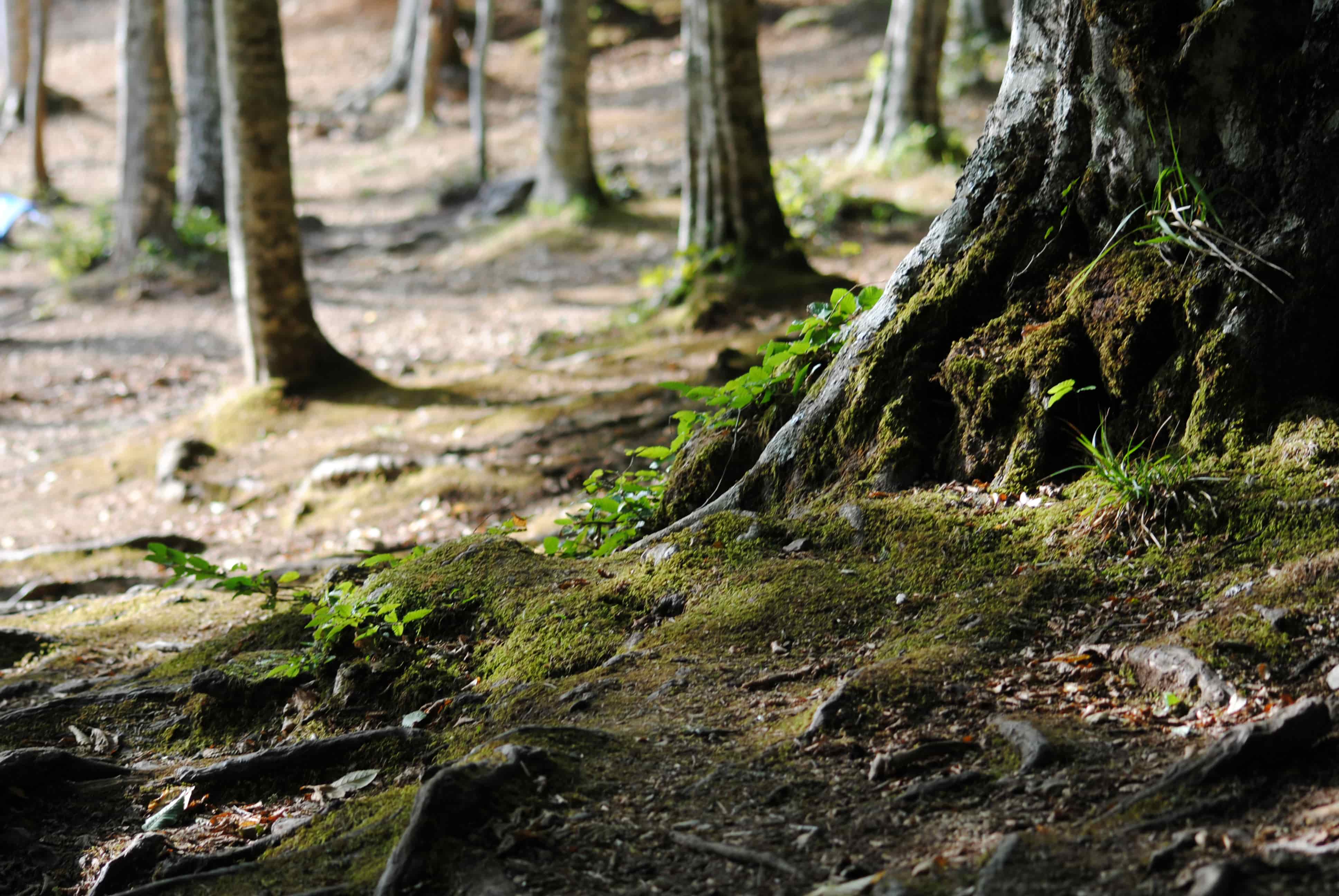 Michela Francesca Lallo - II Concorso 'Fotogrammi della puglia rurale'