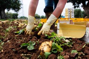 Anteprima Intervento SRE01 - Insediamento Giovani Agricoltori: approvato l'Avviso pubblico per la presentazione delle DdS